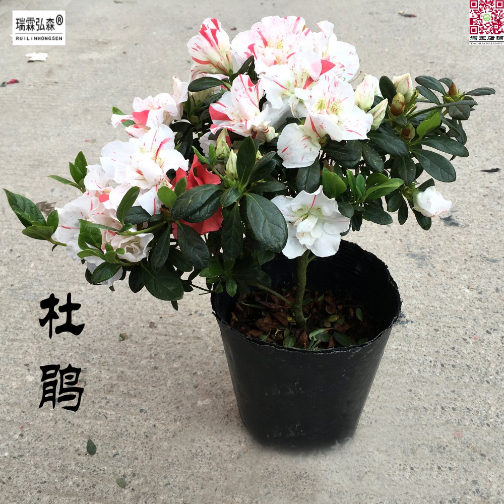 杜鹃花白