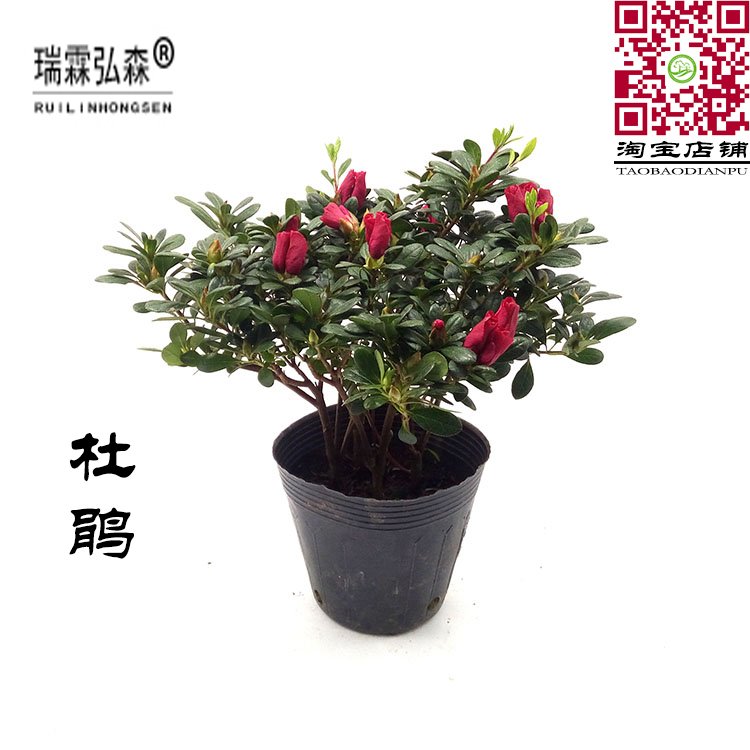 杜鹃苗