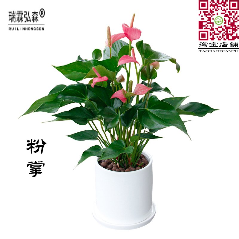 粉掌