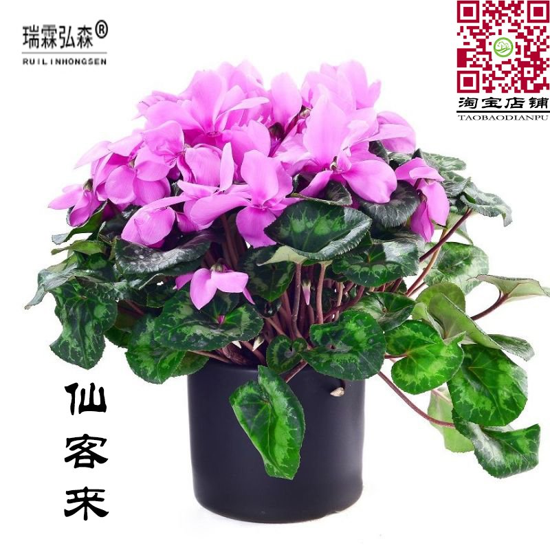 粉色仙客来