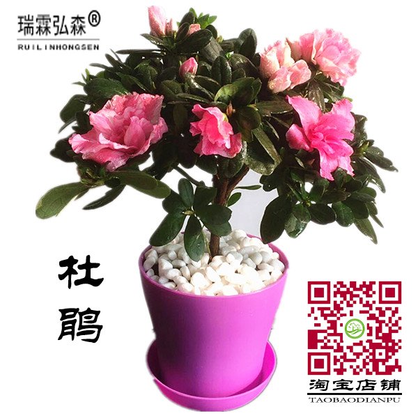 粉色杜鹃