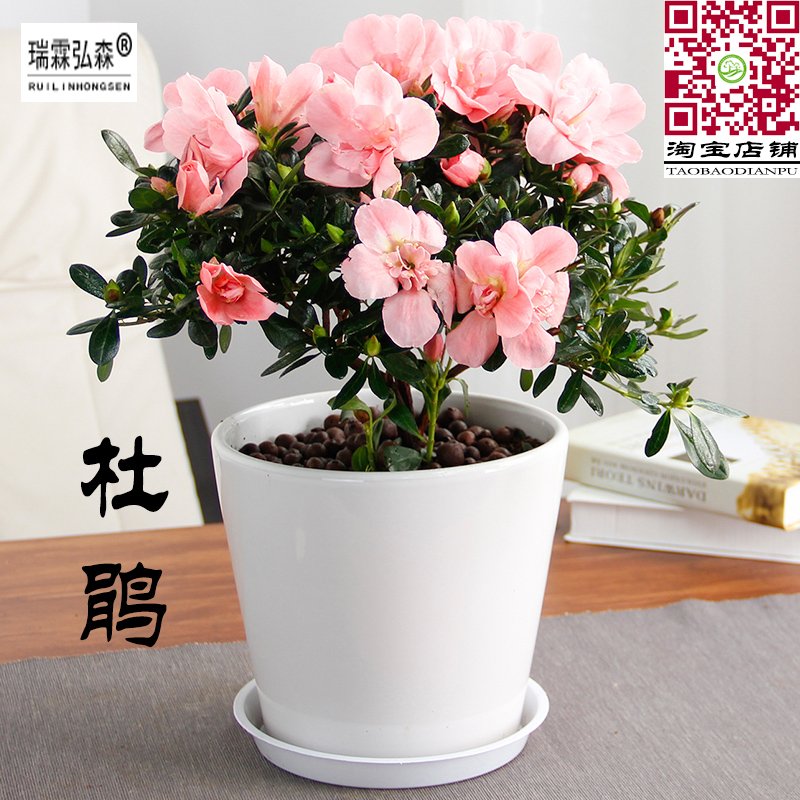 粉杜鹃