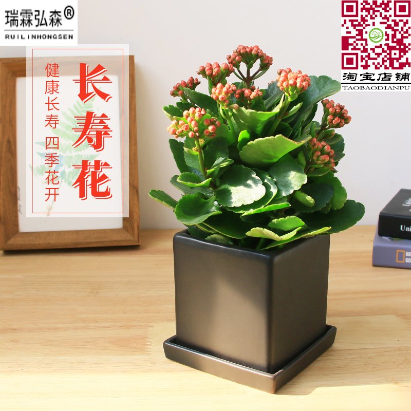 长寿花
