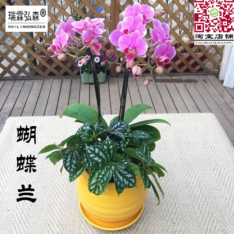 蝴蝶兰