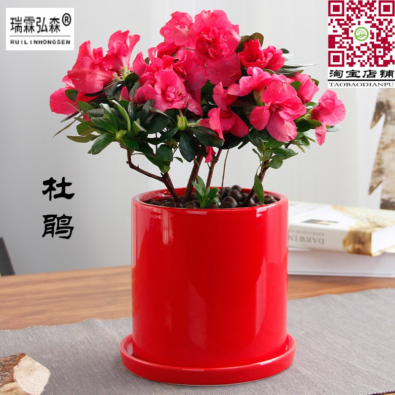 红杜鹃