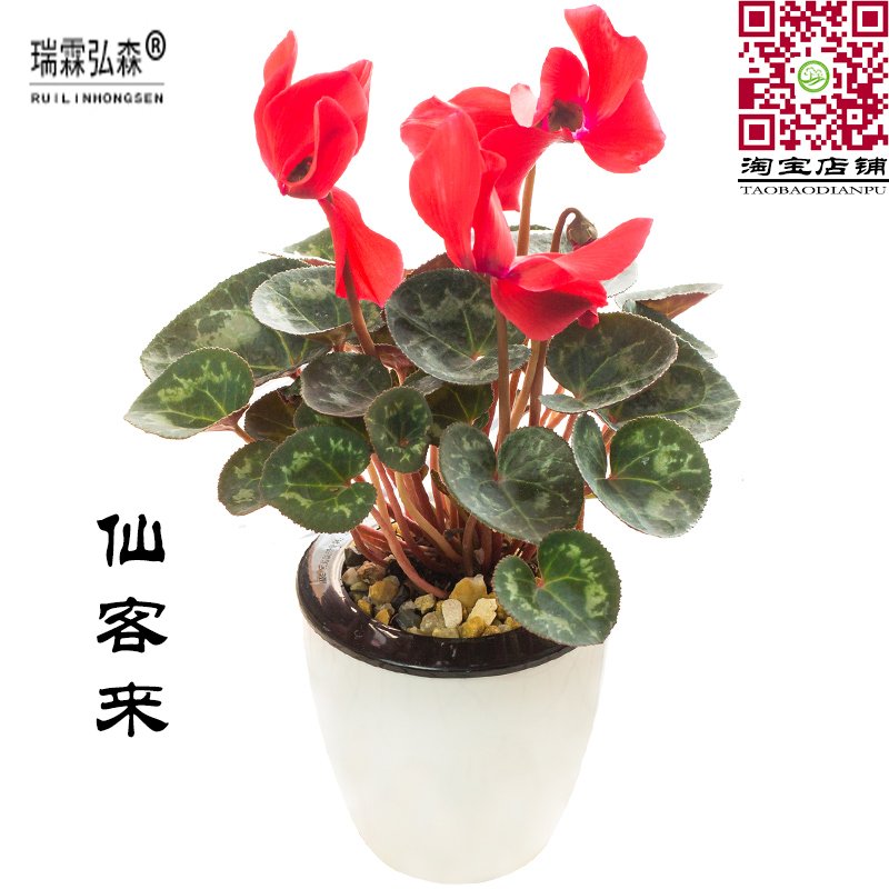 红色仙客来