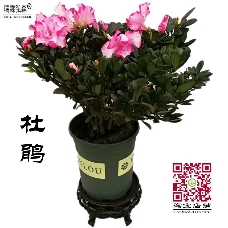 红双喜杜鹃