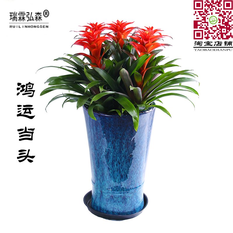 鸿运当头
