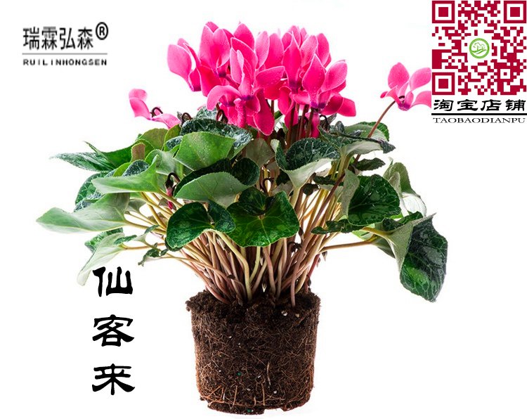 红粉仙客来