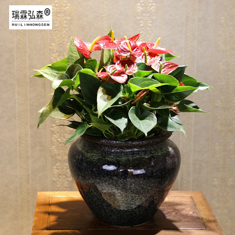 红掌