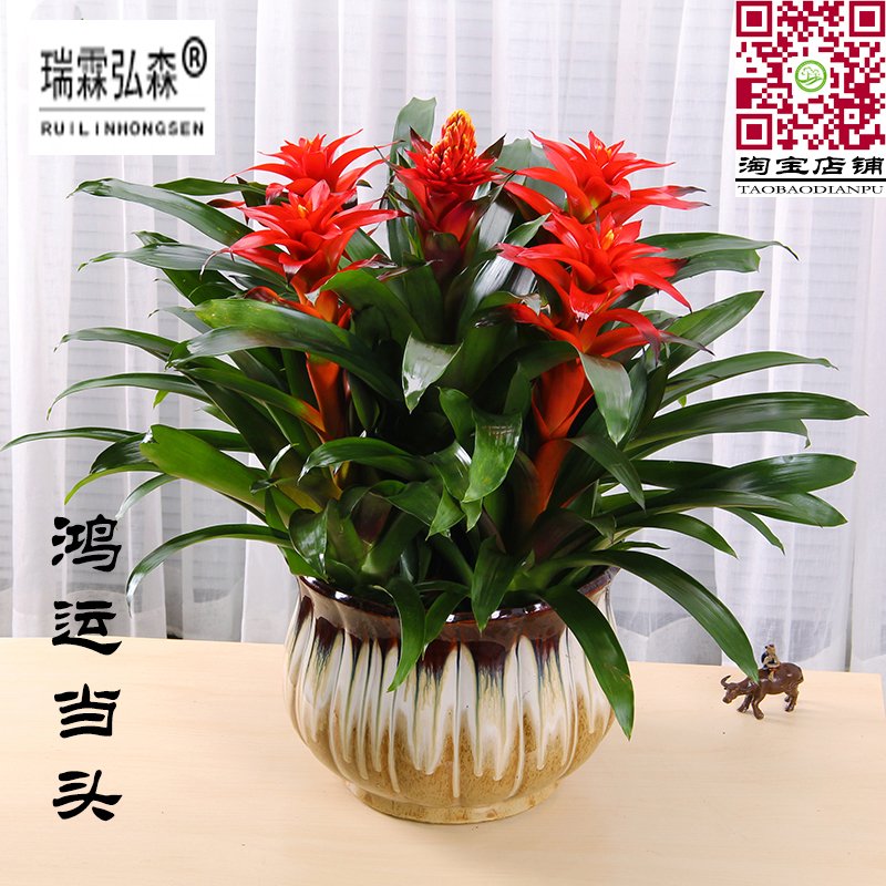 鸿运当头