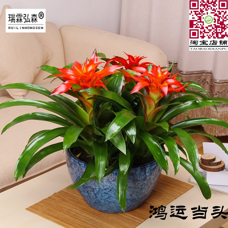 鸿运当头