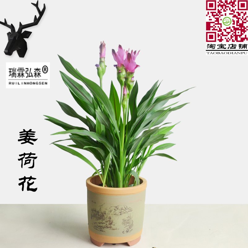 姜荷花