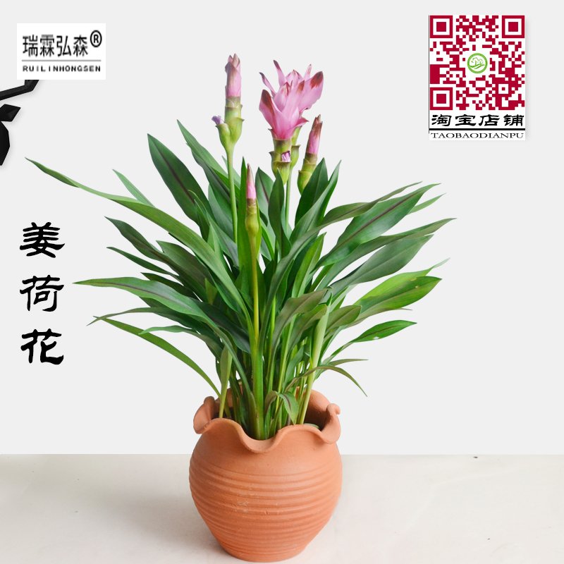 姜荷花