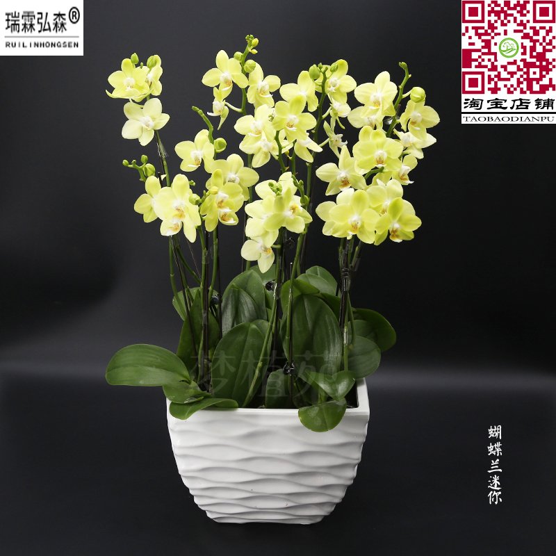 蝴蝶兰黄