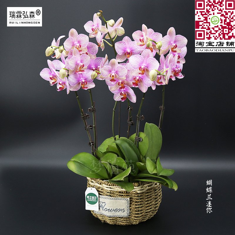 蝴蝶兰粉色