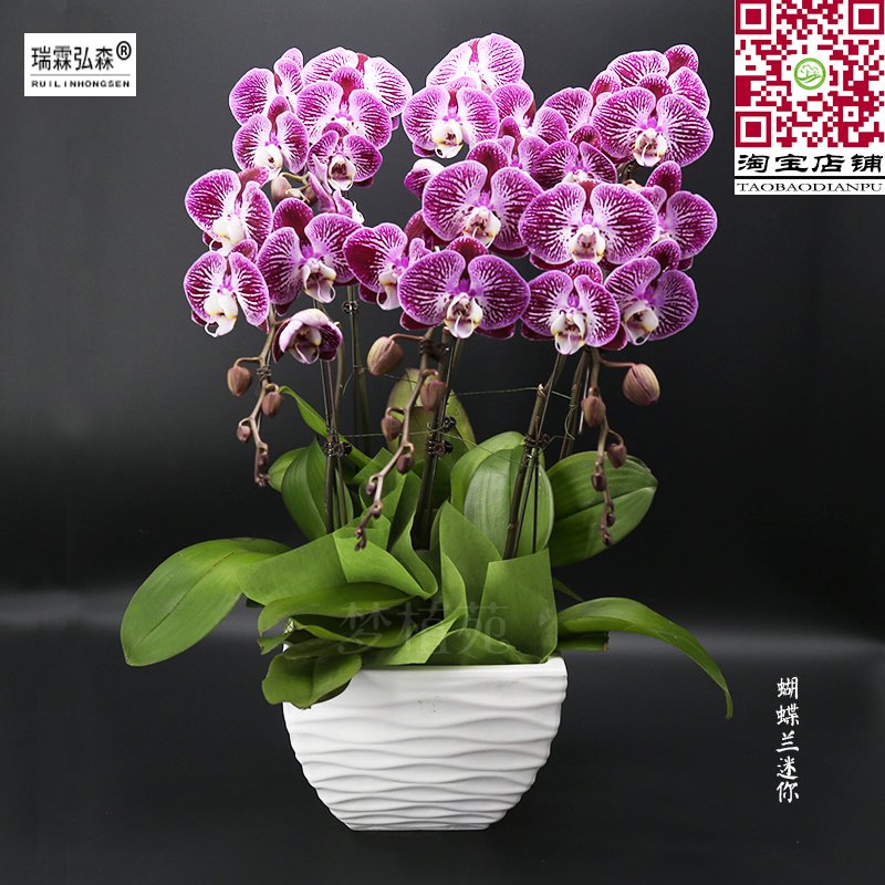 蝴蝶兰紫色