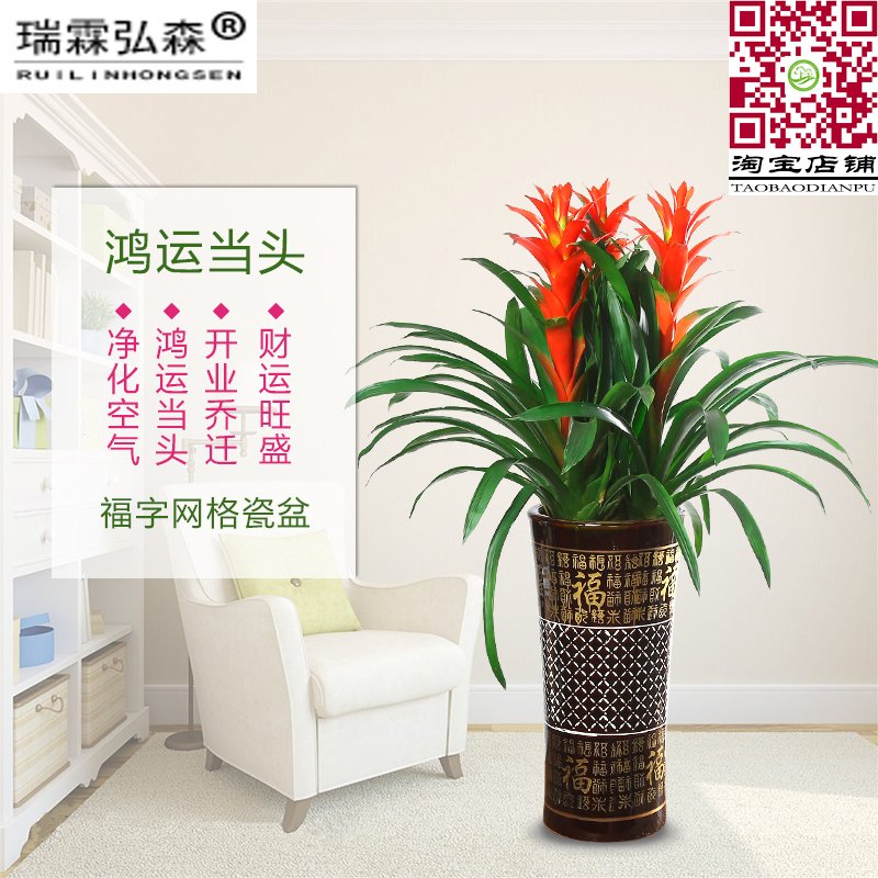 鸿运当头