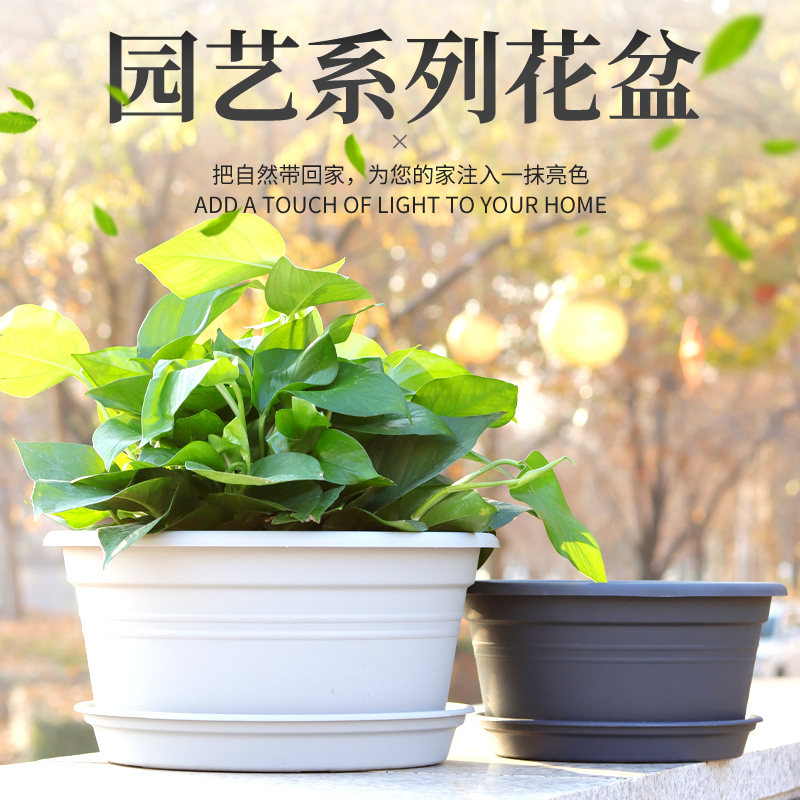 球根盆