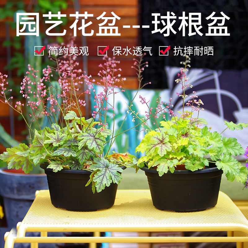 求根盆