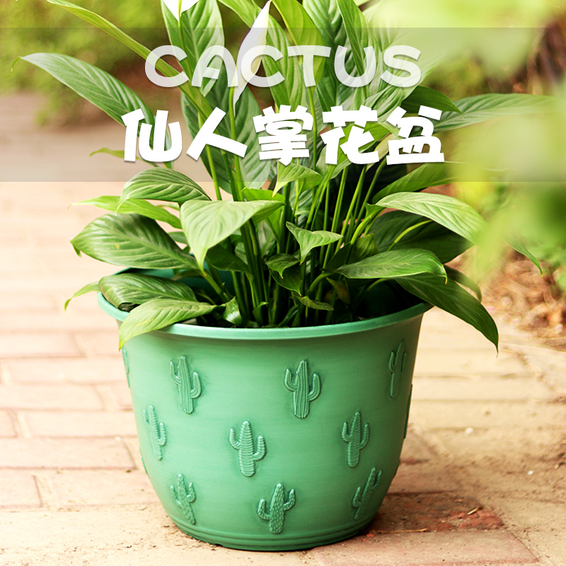 仙人掌花盆