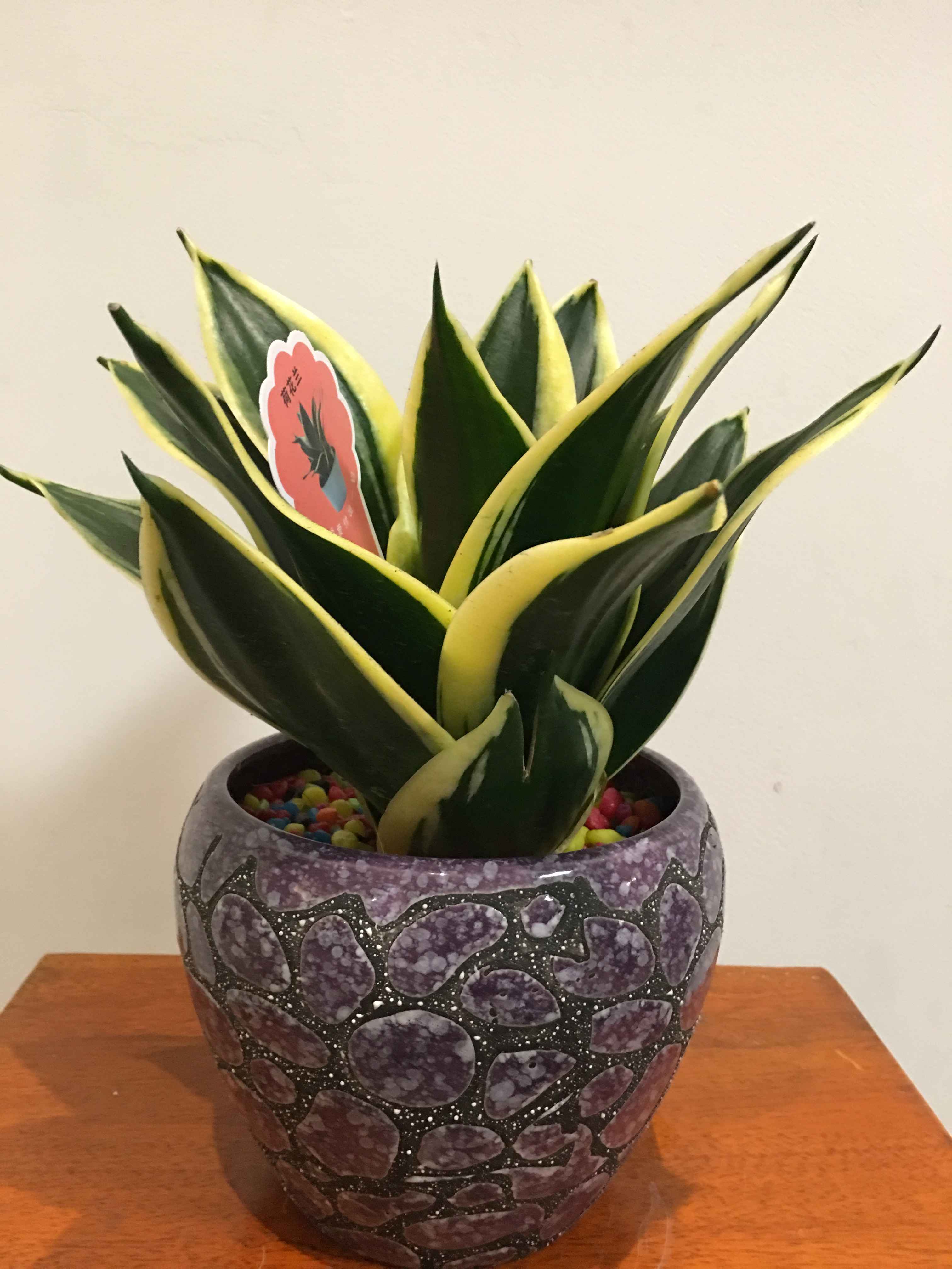花草树木