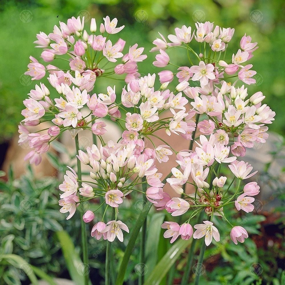 花草树木
