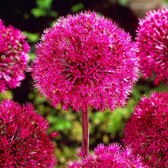 花草树木