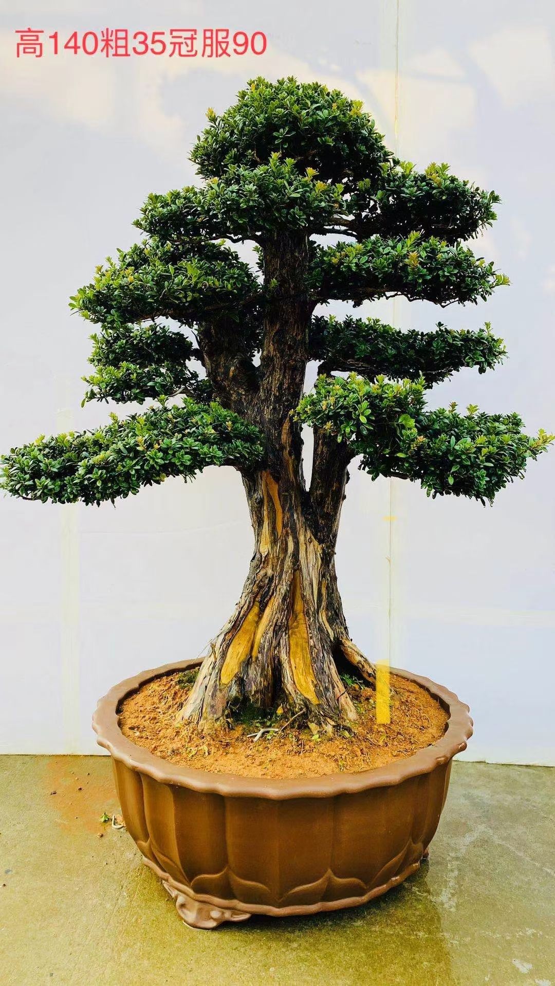 花草树木