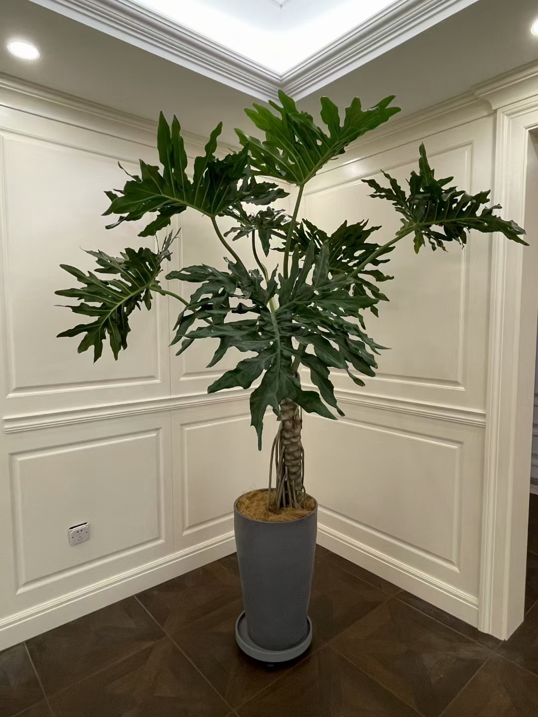 花草树木
