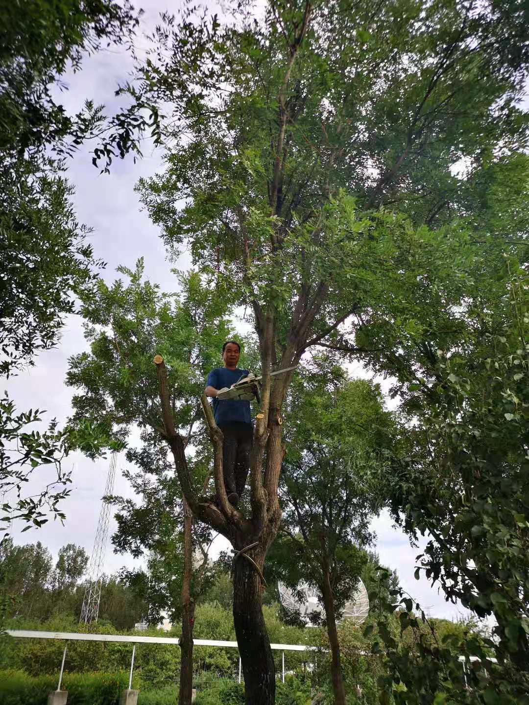 移树伐树案例