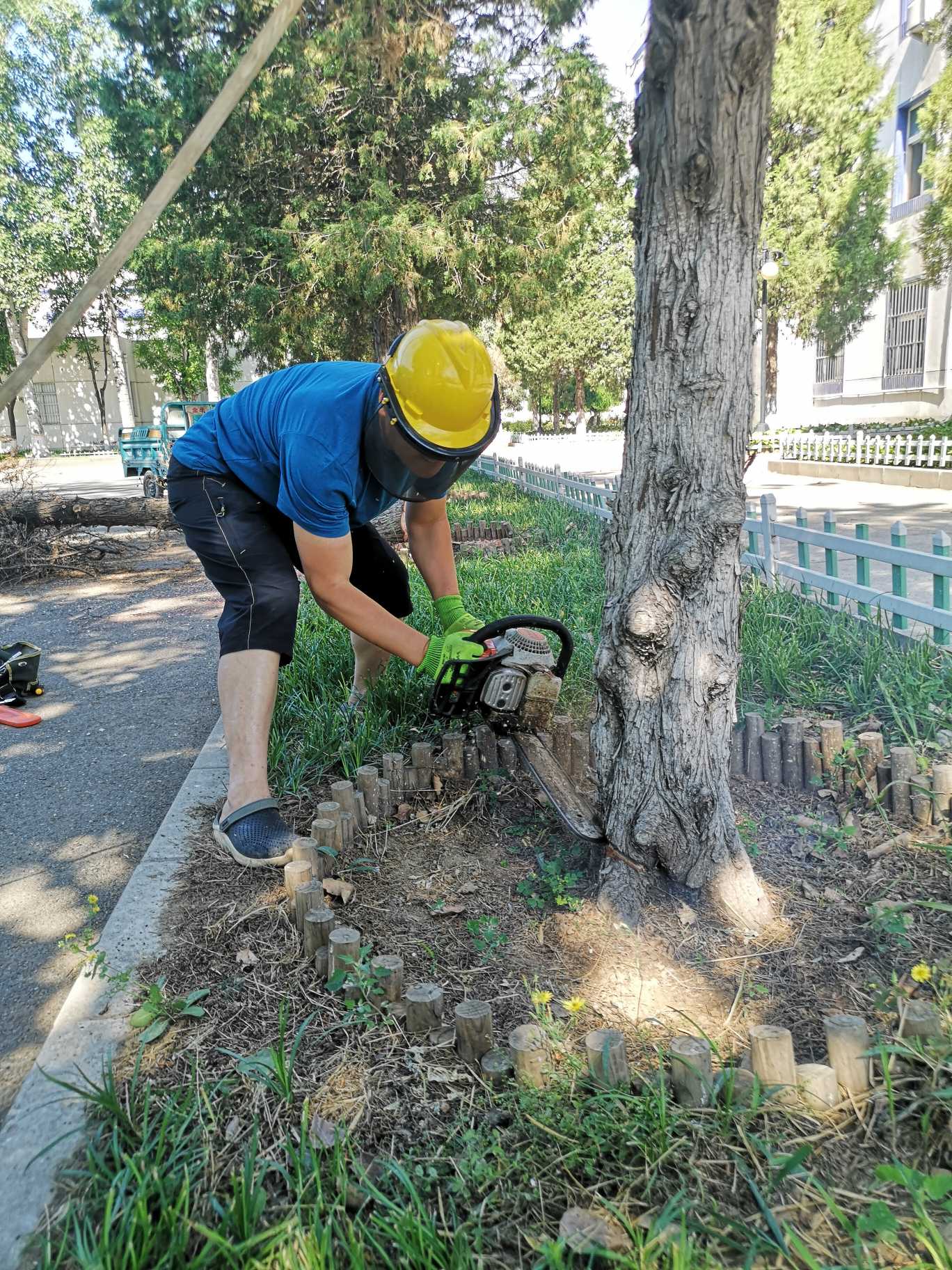 移树伐树案例